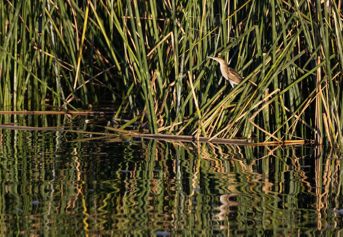 Least Bittern - ML641718890