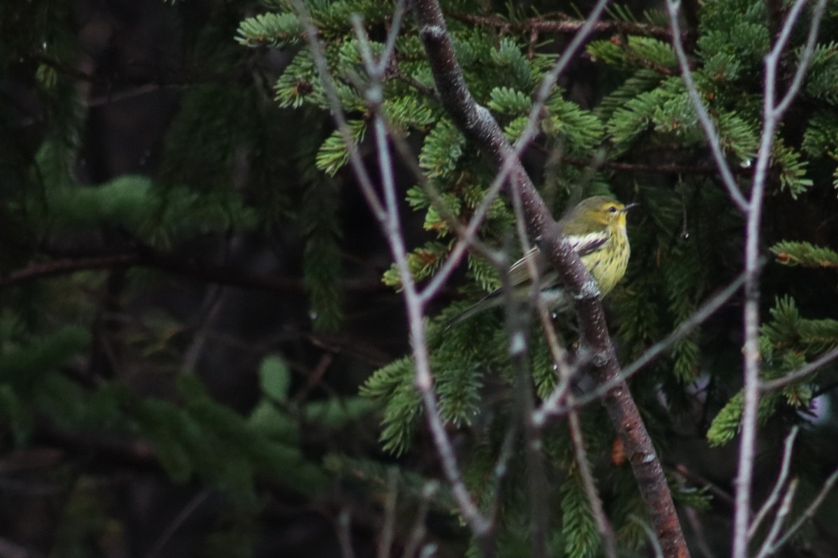 Cape May Warbler - ML641718897