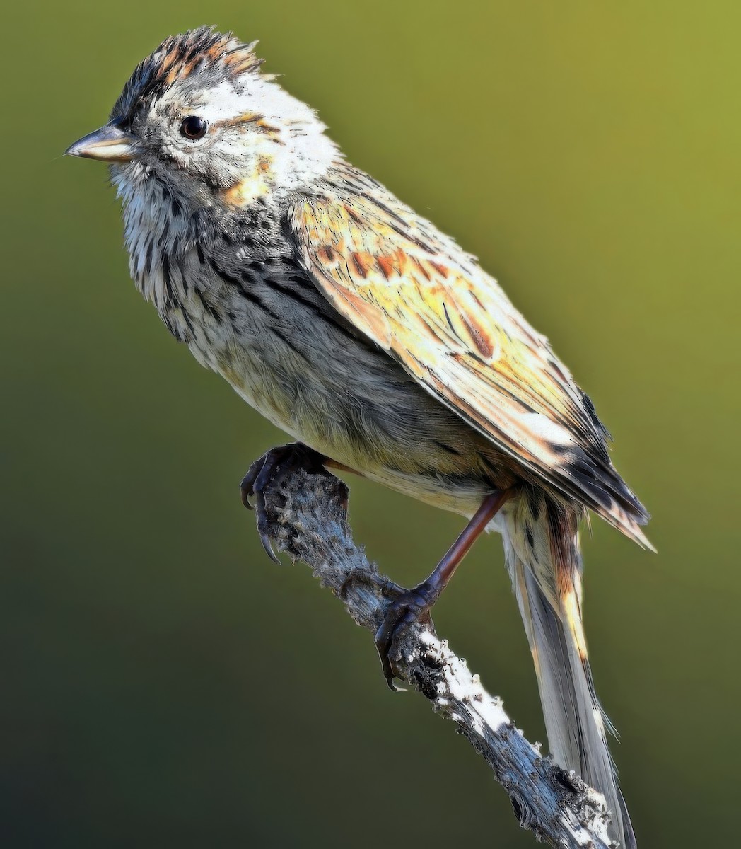 Lincoln's Sparrow - ML641718900