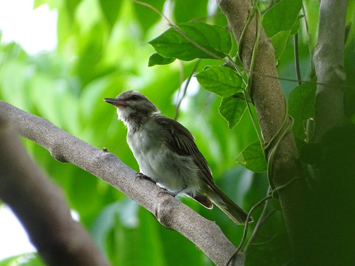 Black-whiskered Vireo - ML641718901