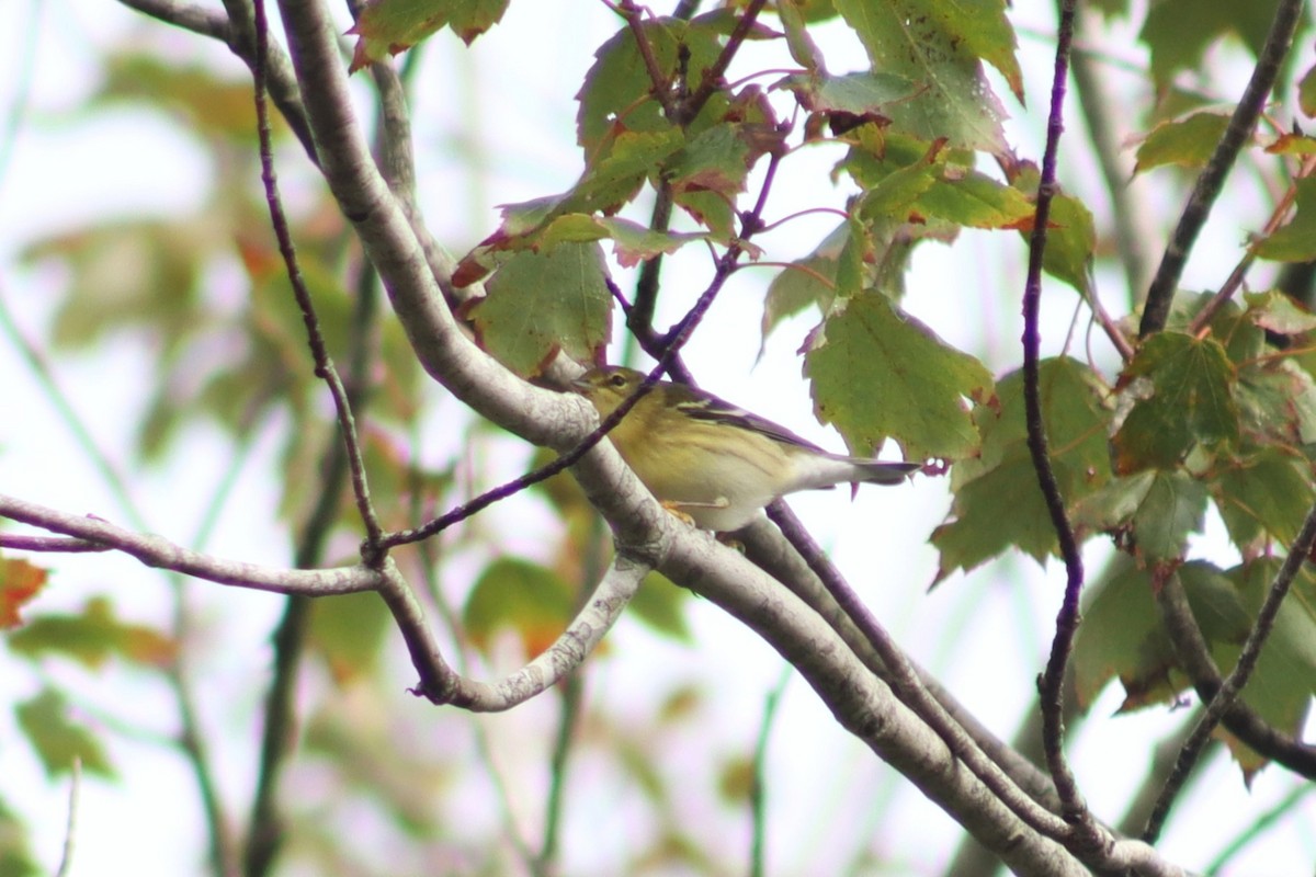 Blackpoll Warbler - ML641718913