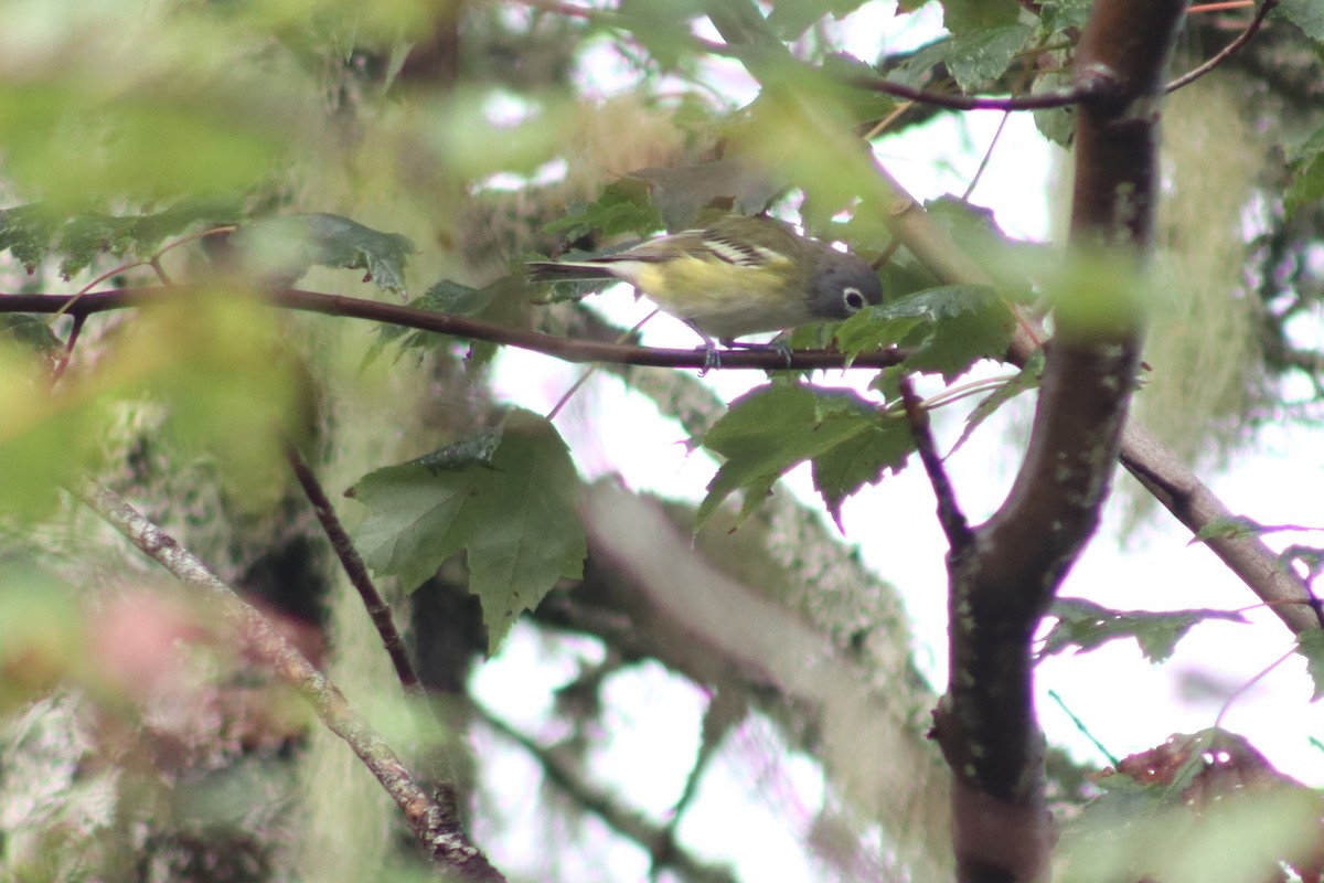 Blue-headed Vireo - ML641718917