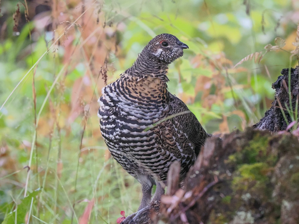 Spruce Grouse - ML641718933