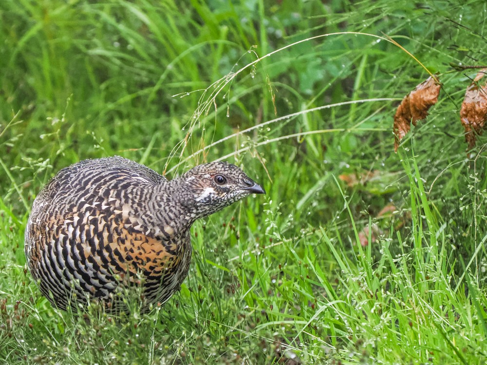 Spruce Grouse - ML641718934