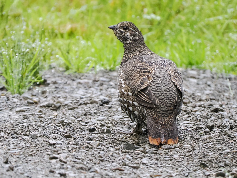 Spruce Grouse - ML641718935
