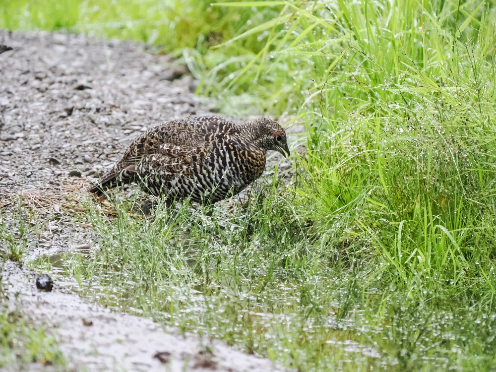 Spruce Grouse - ML641718937