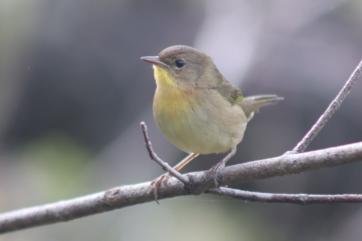 Common Yellowthroat - ML641718940