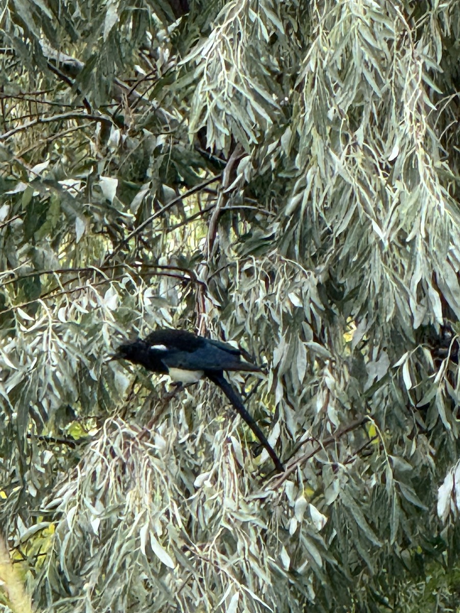 Black-billed Magpie - ML641718951
