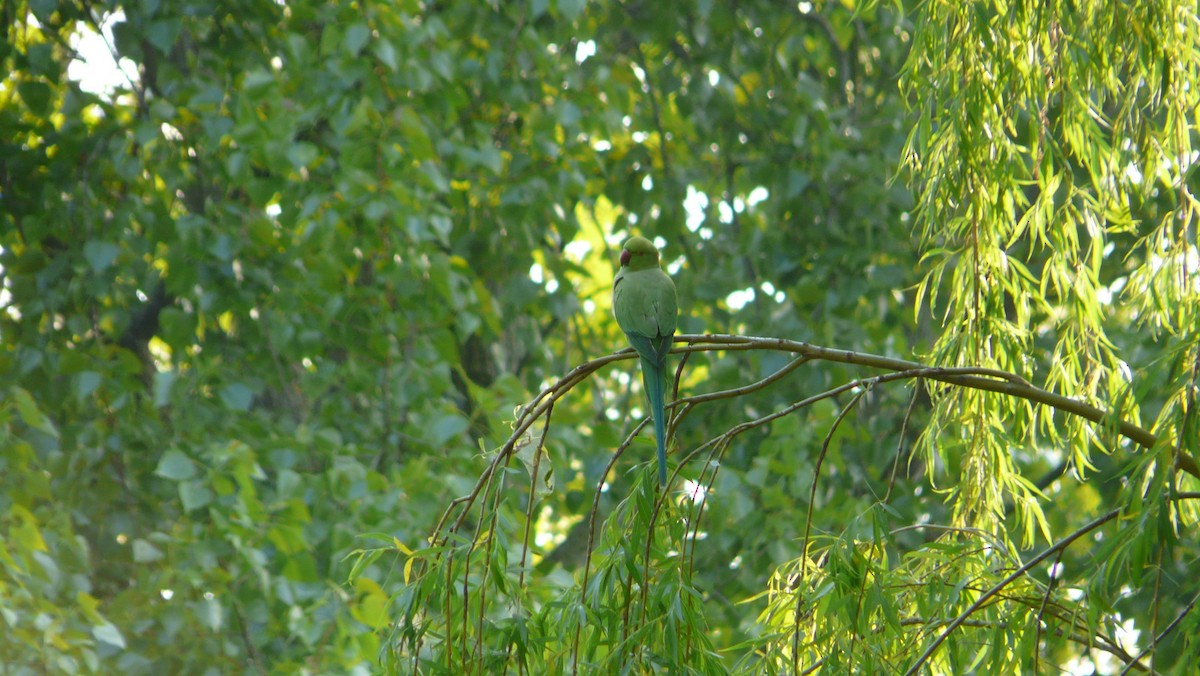 Rose-ringed Parakeet - ML641718966