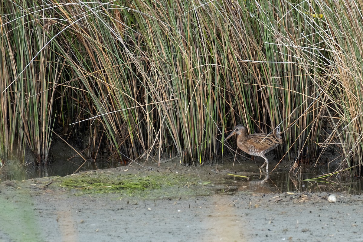 King Rail - ML641718978