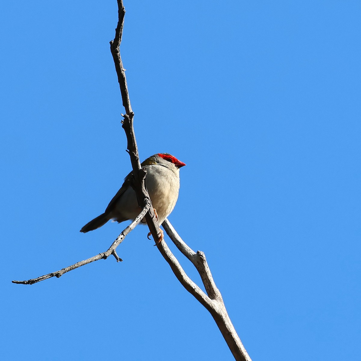 Red-browed Firetail - ML641719005