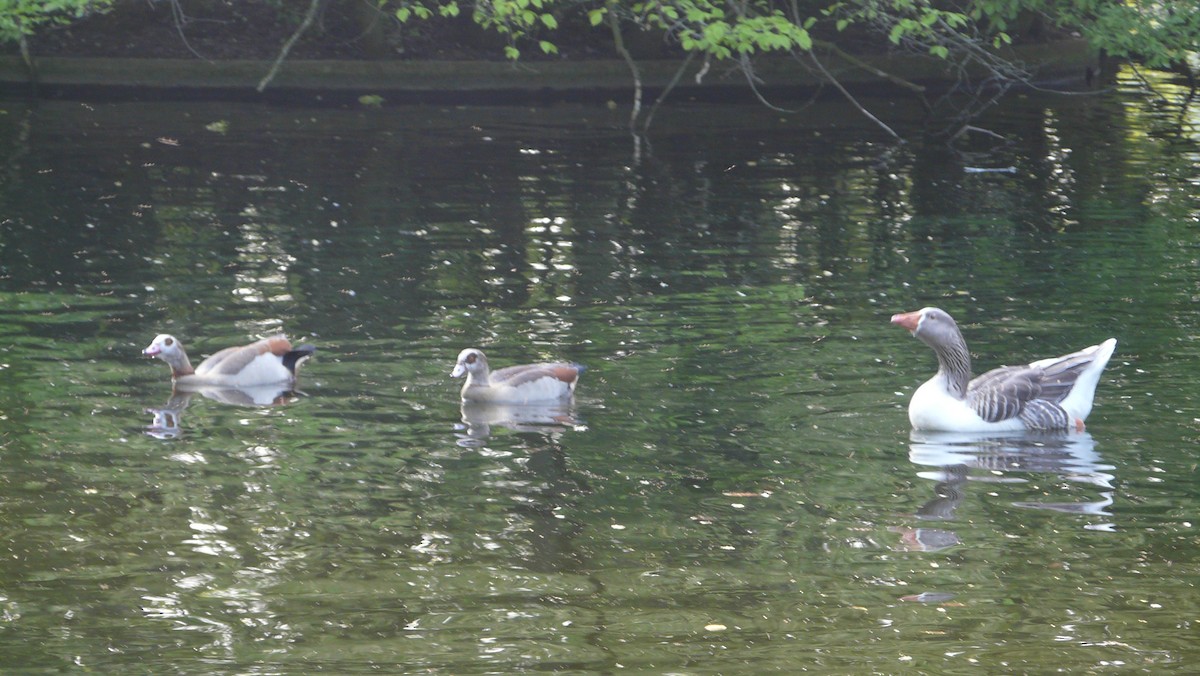 Egyptian Goose - ML641719014