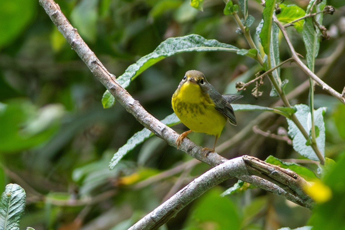 Canada Warbler - ML641719075