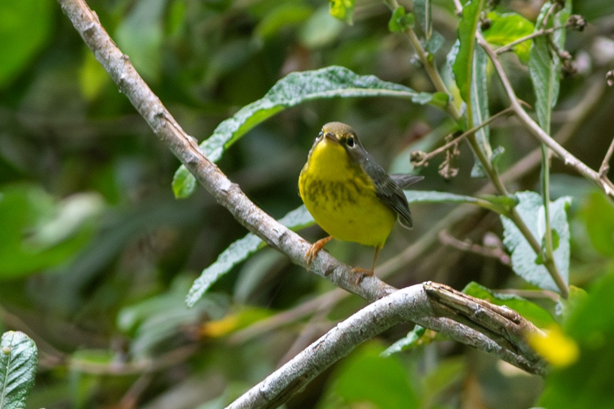 Canada Warbler - ML641719076