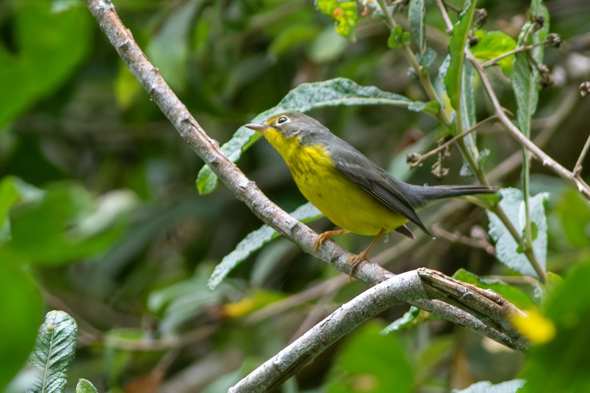 Canada Warbler - ML641719077