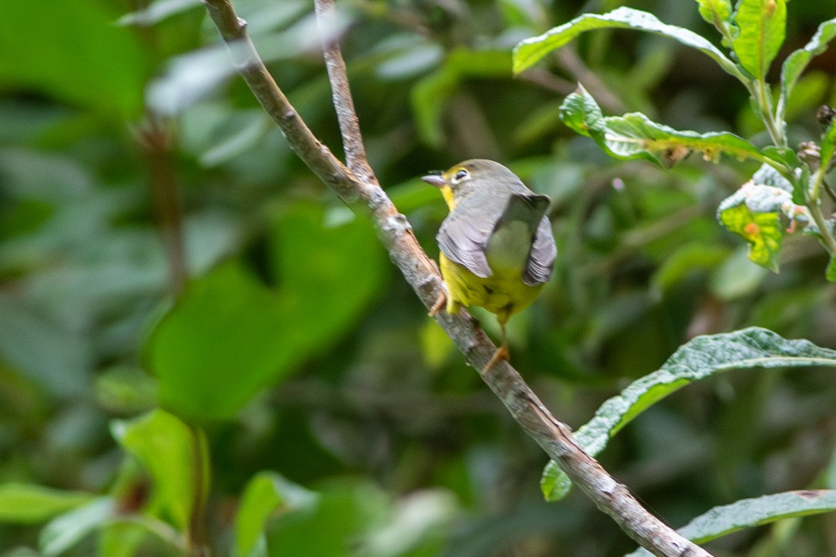Canada Warbler - ML641719079