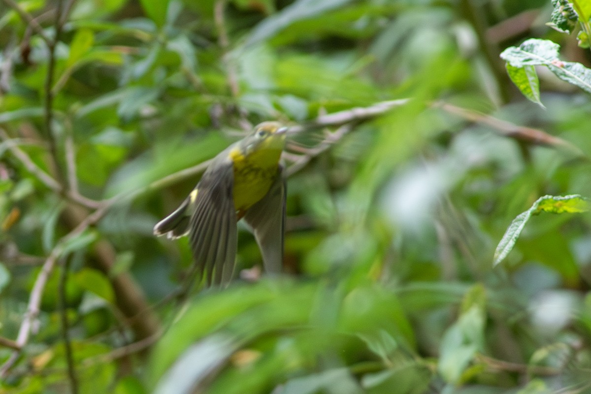 Canada Warbler - ML641719080