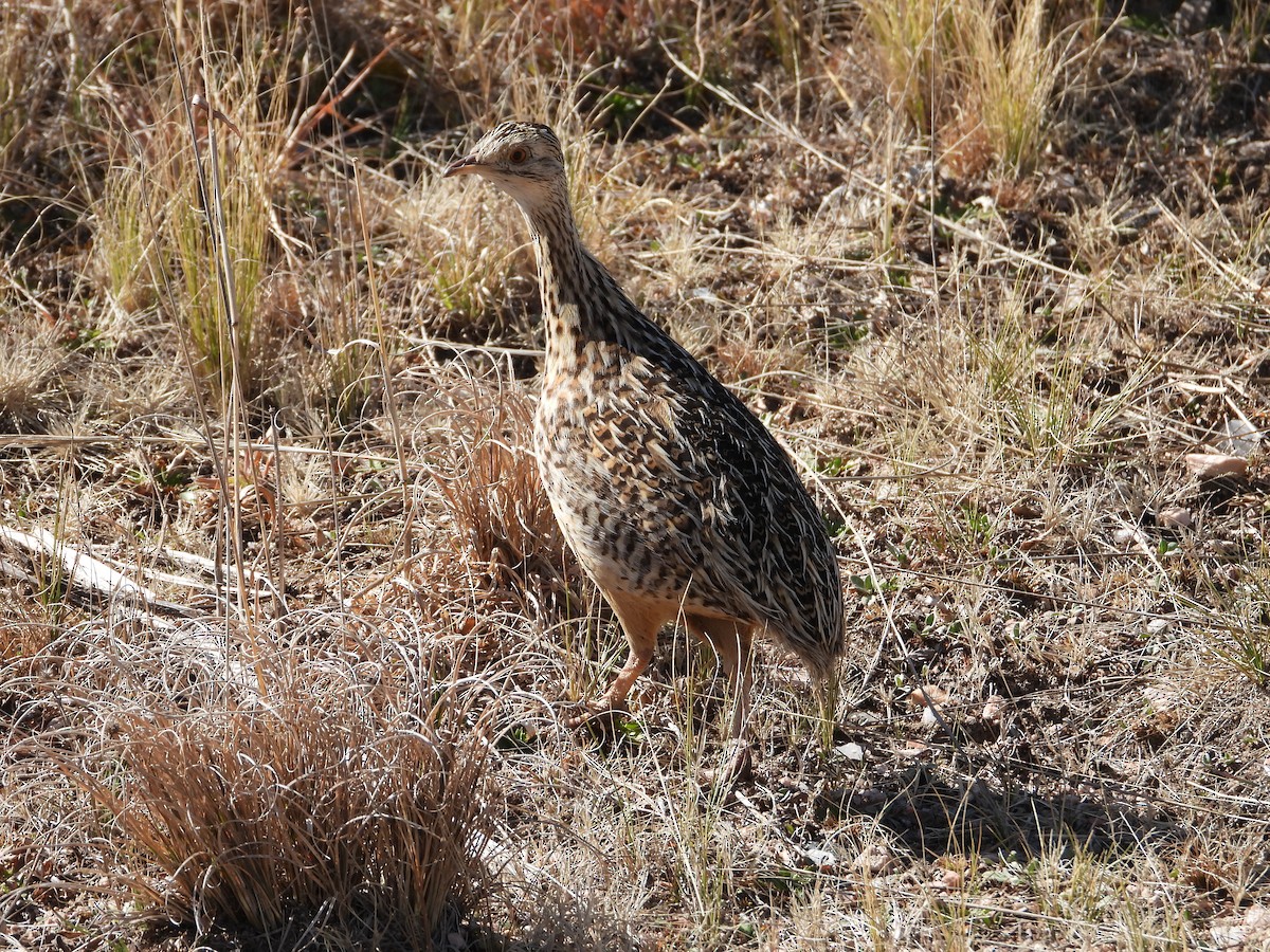 Darwin's Nothura - ML641719093