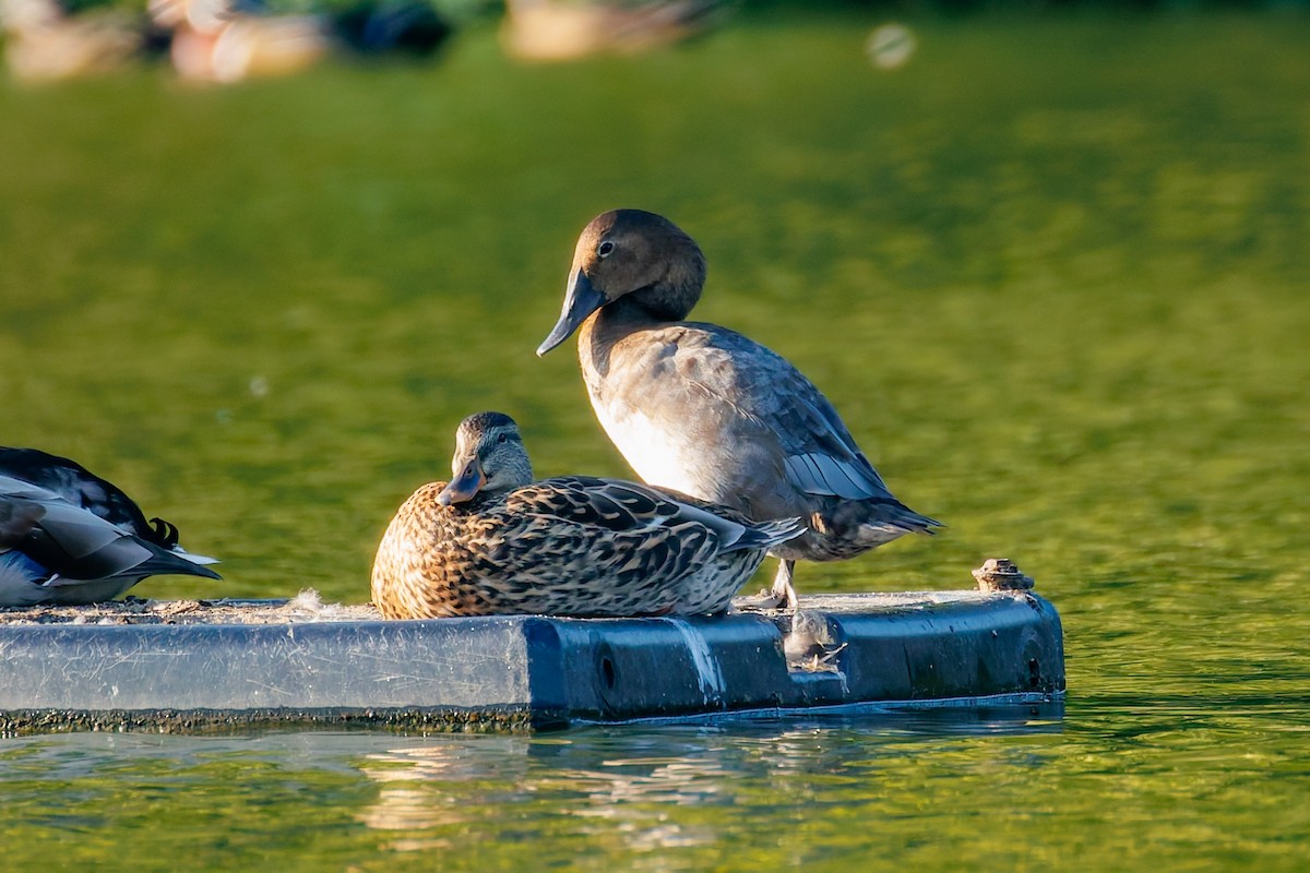 Canvasback - ML641719118