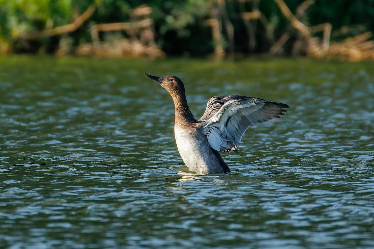 Canvasback - ML641719119