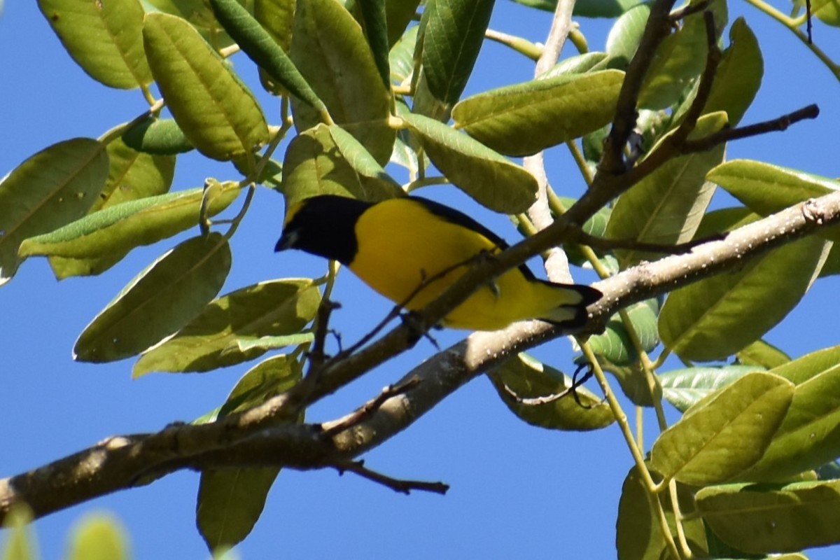 Scrub Euphonia - ML641719120
