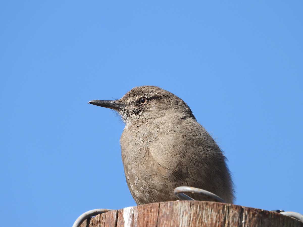 Black-billed Shrike-Tyrant - ML641719135