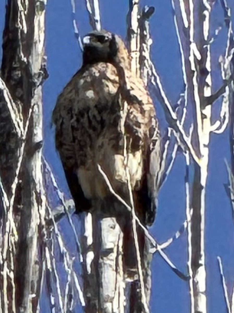 Red-tailed Hawk - ML641719168