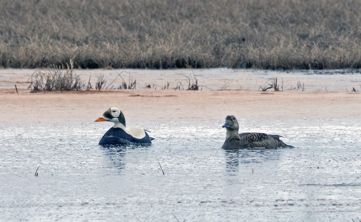 Spectacled Eider - ML641719173