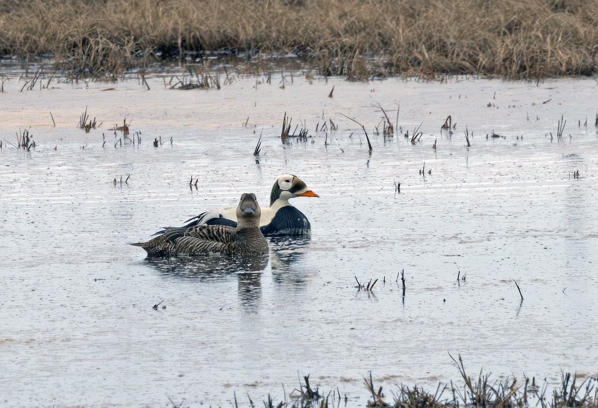 Spectacled Eider - ML641719175