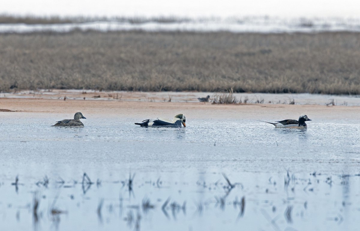 Spectacled Eider - ML641719178