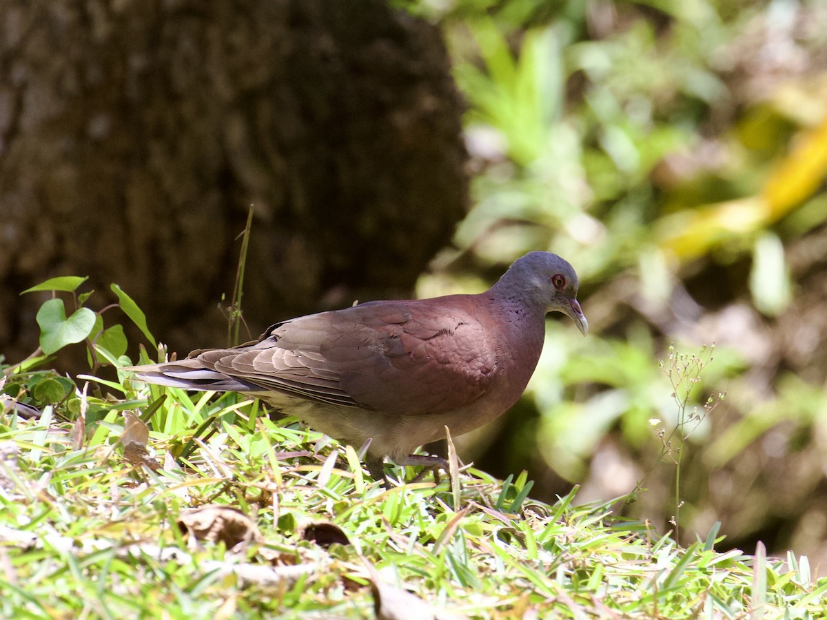 Malagasy Turtle-Dove - ML641719183