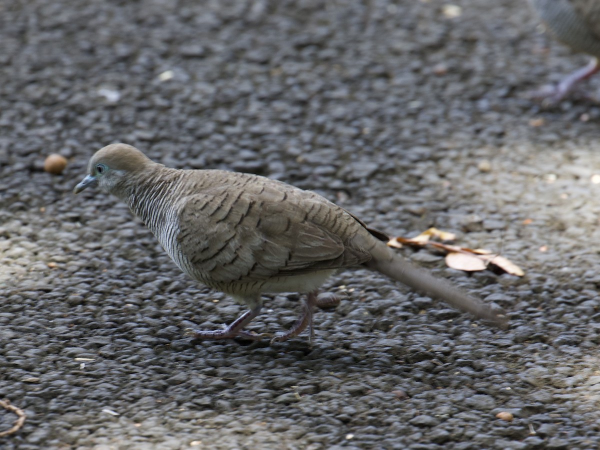 Zebra Dove - ML641719187