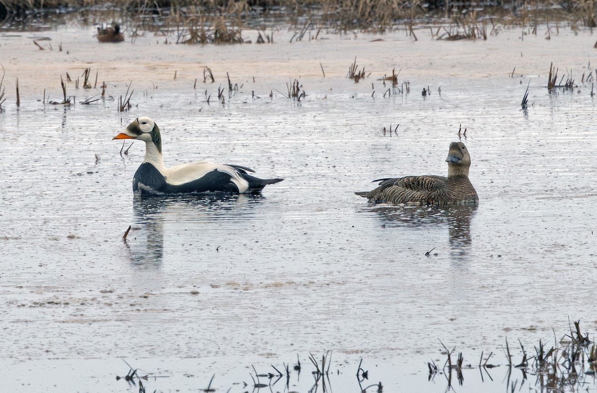 Spectacled Eider - ML641719189