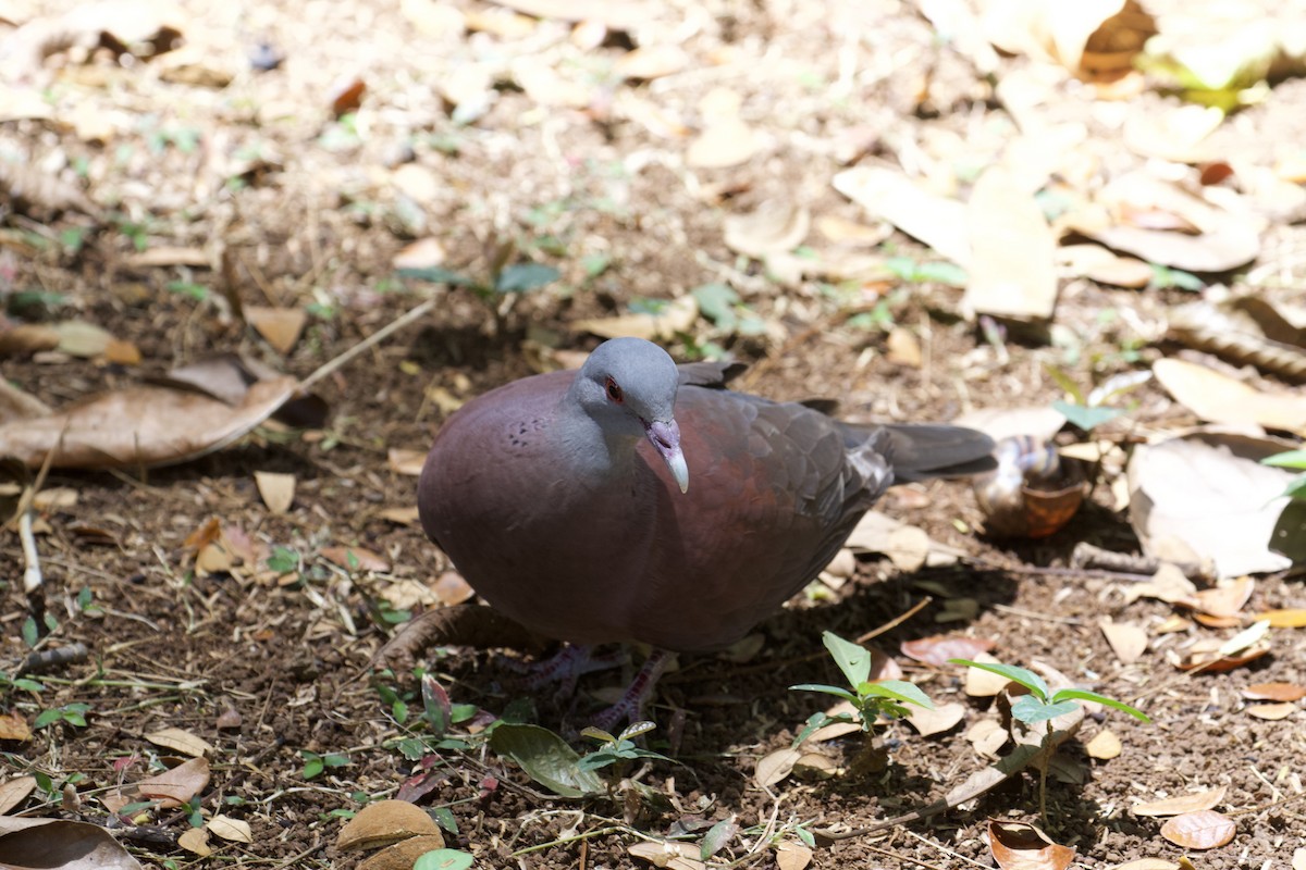 Malagasy Turtle-Dove - ML641719190