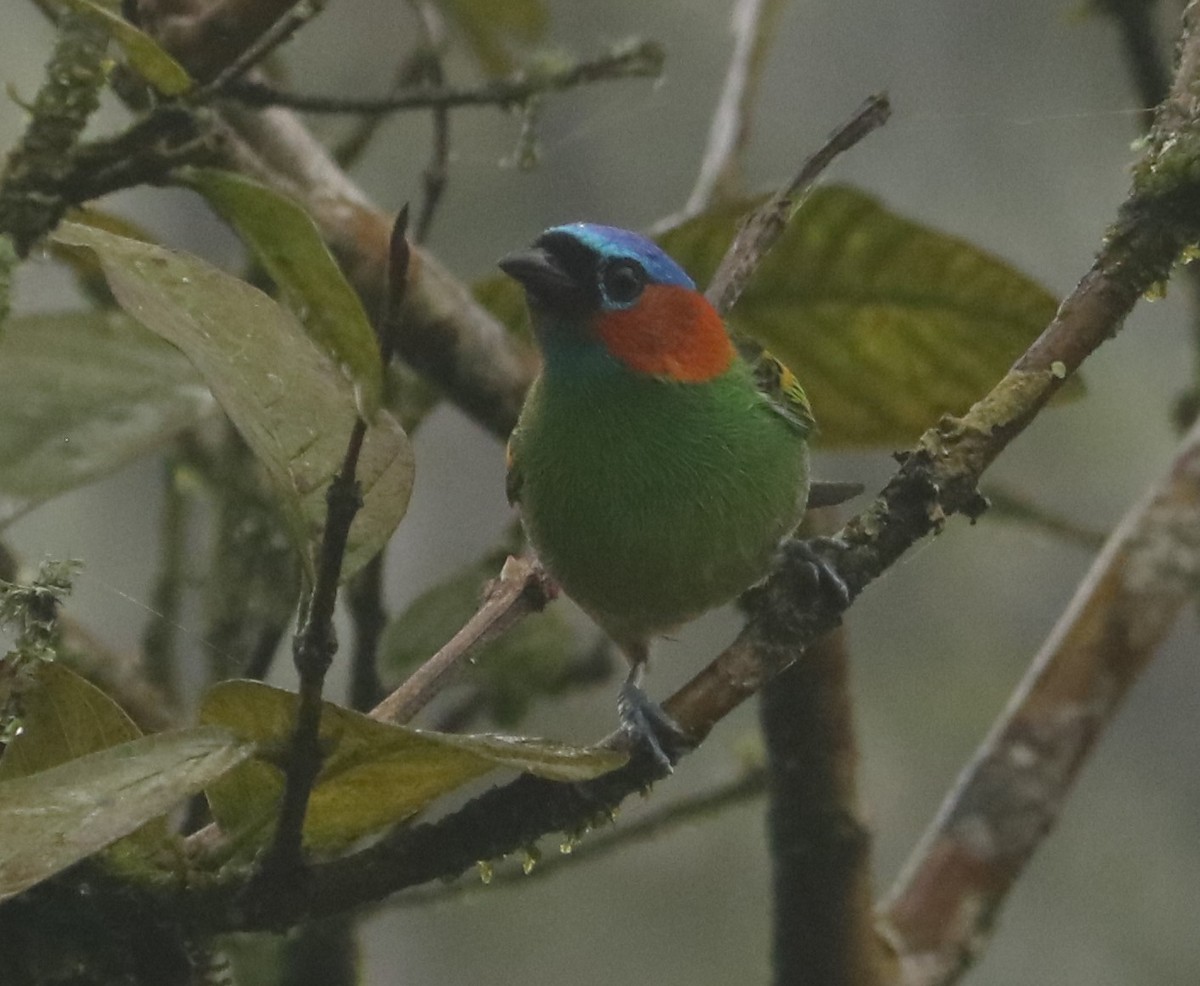 Red-necked Tanager - ML641719194