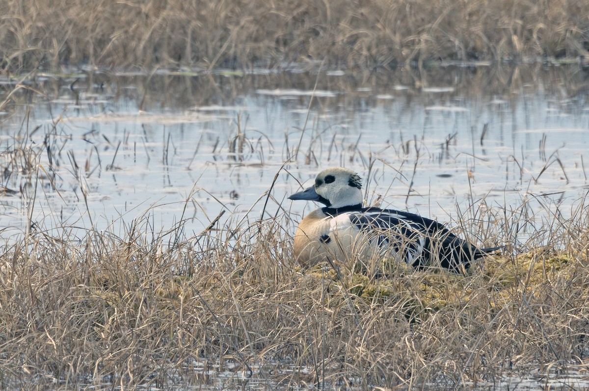 Steller's Eider - ML641719231
