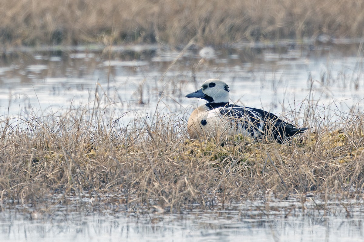 Steller's Eider - ML641719232