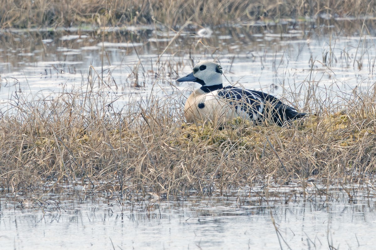 Steller's Eider - ML641719233