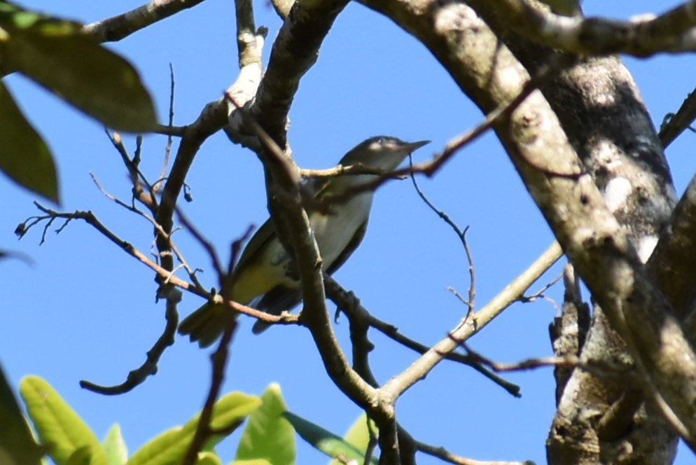 Yellow-green Vireo - ML641719248