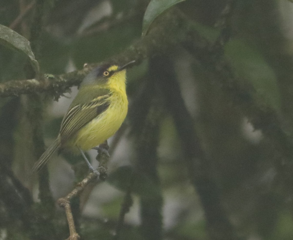 Titirijí Cabecigrís - ML641719254
