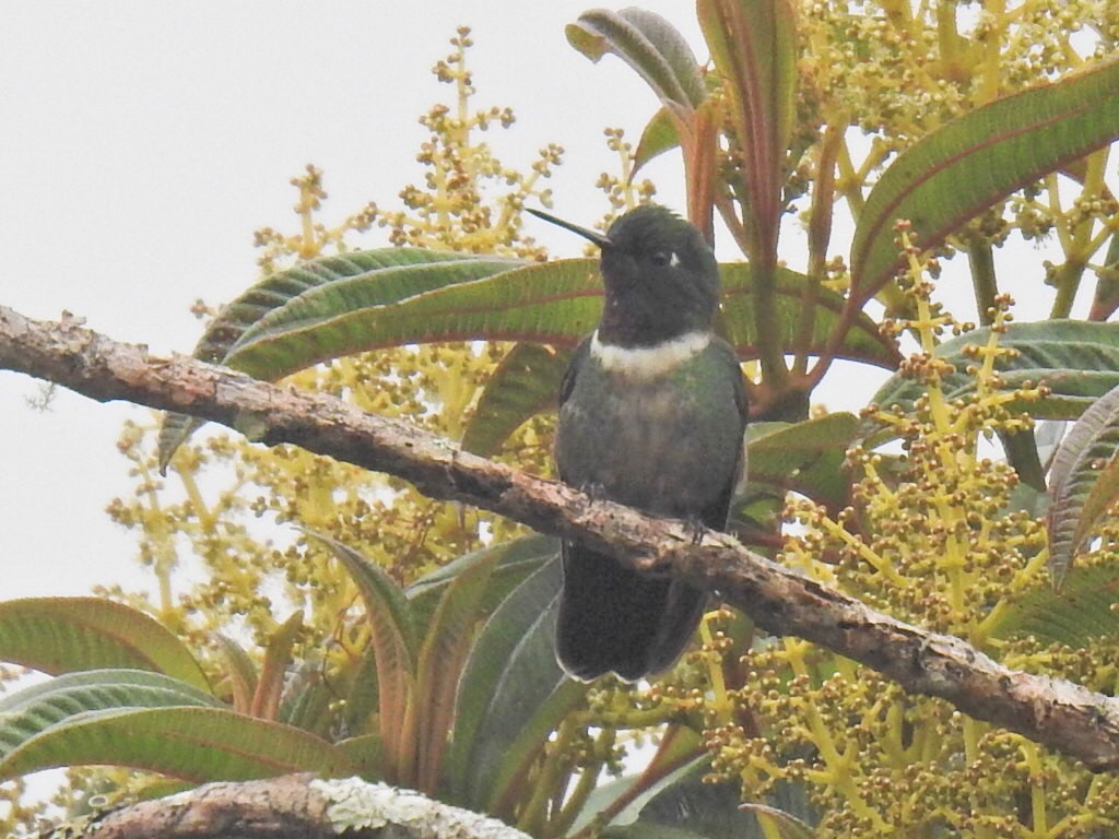 Amethyst-throated Sunangel - ML641719262