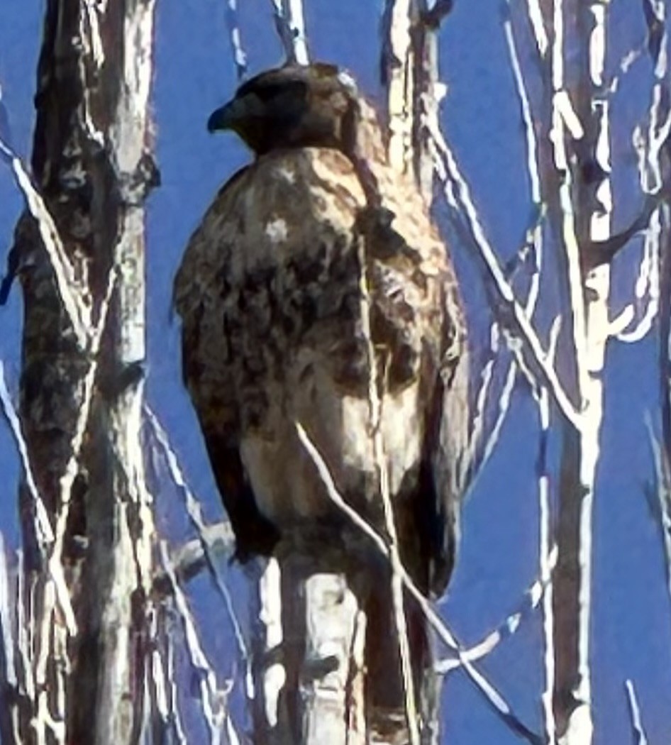 Red-tailed Hawk - ML641719272