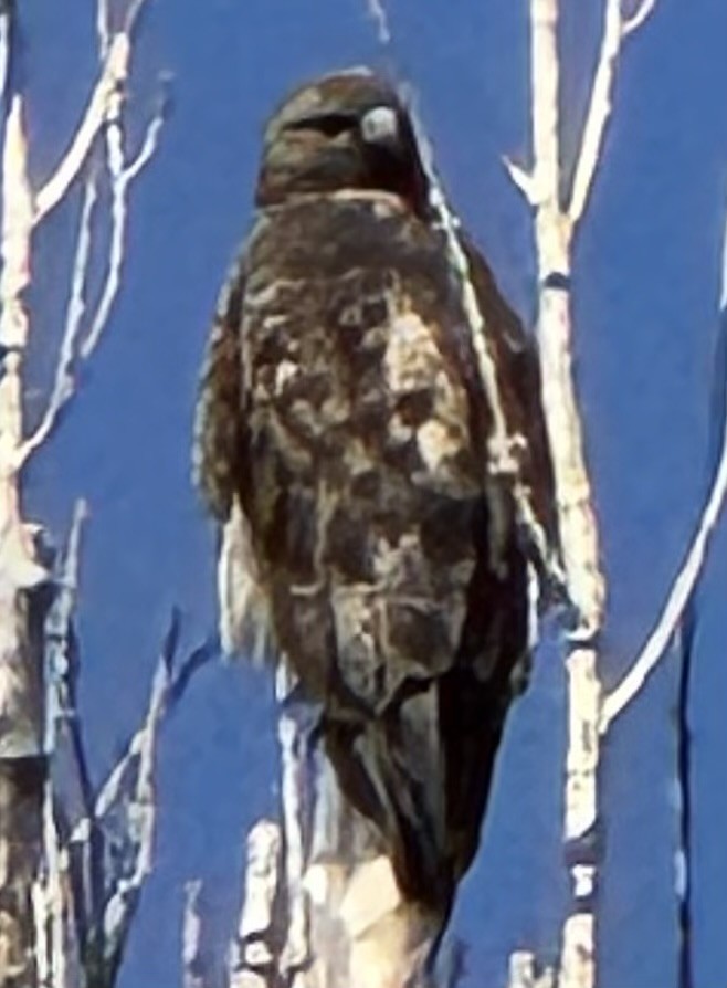 Red-tailed Hawk - ML641719273