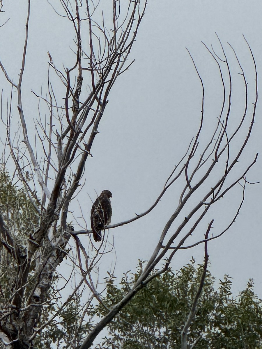 Red-tailed Hawk - ML641719274