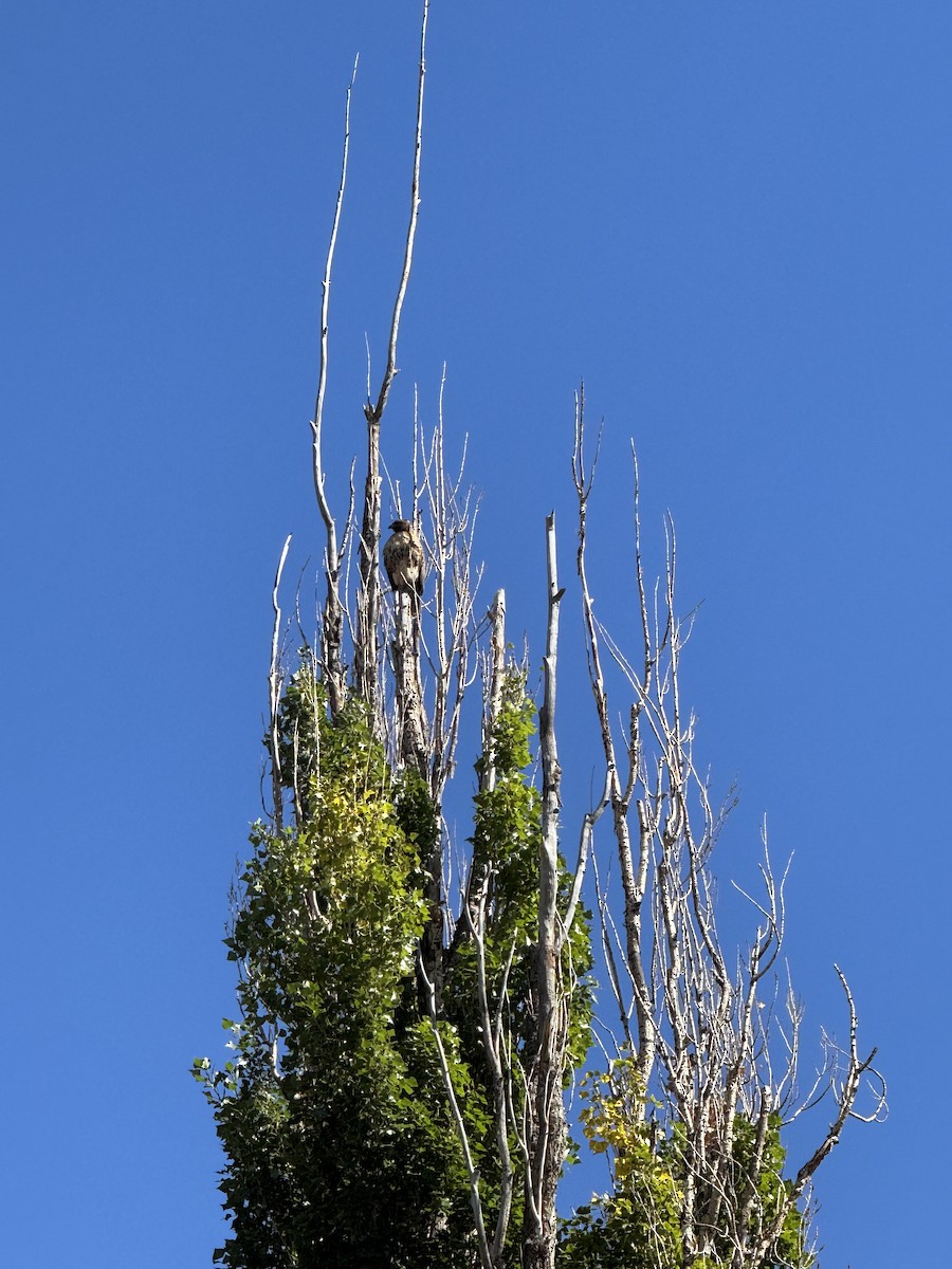 Red-tailed Hawk - ML641719275