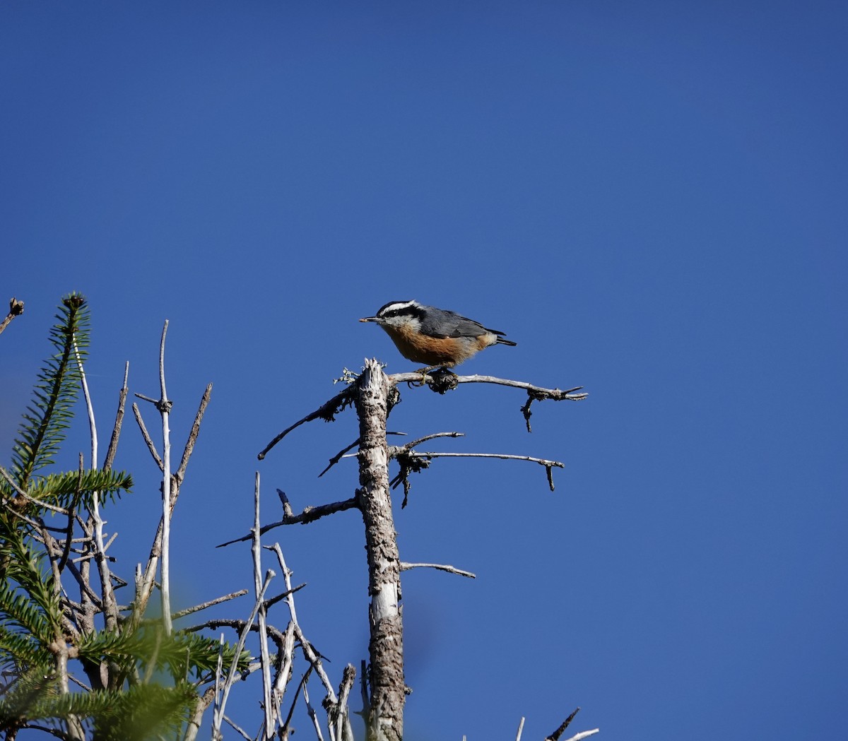 Red-breasted Nuthatch - ML641719276