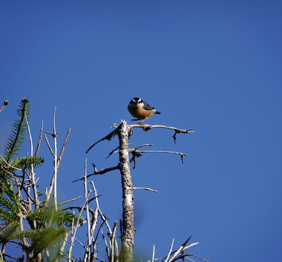 Red-breasted Nuthatch - ML641719277