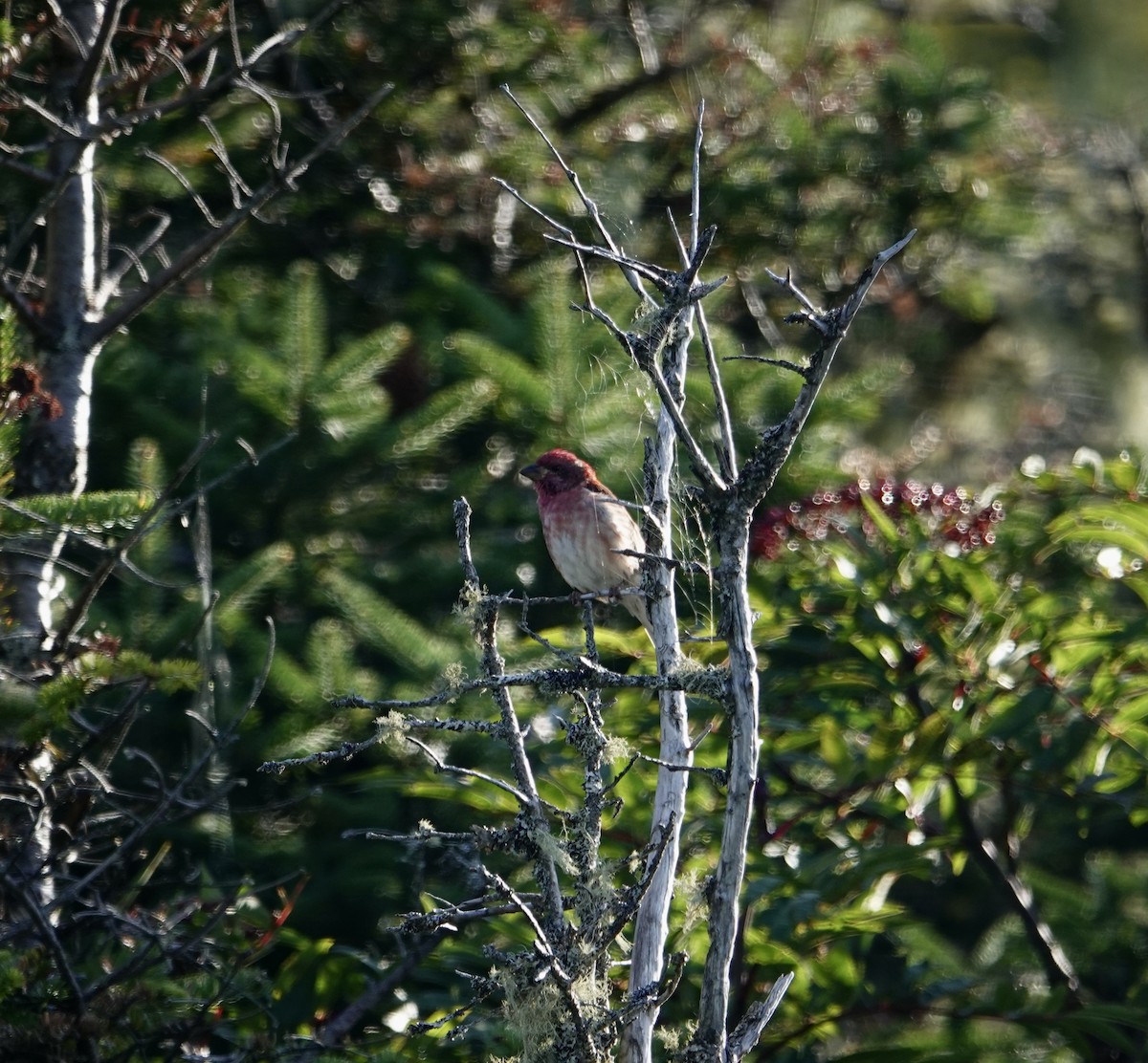 Purple Finch - ML641719280