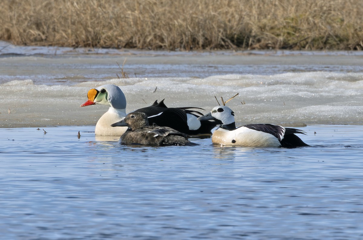 Steller's Eider - ML641719282