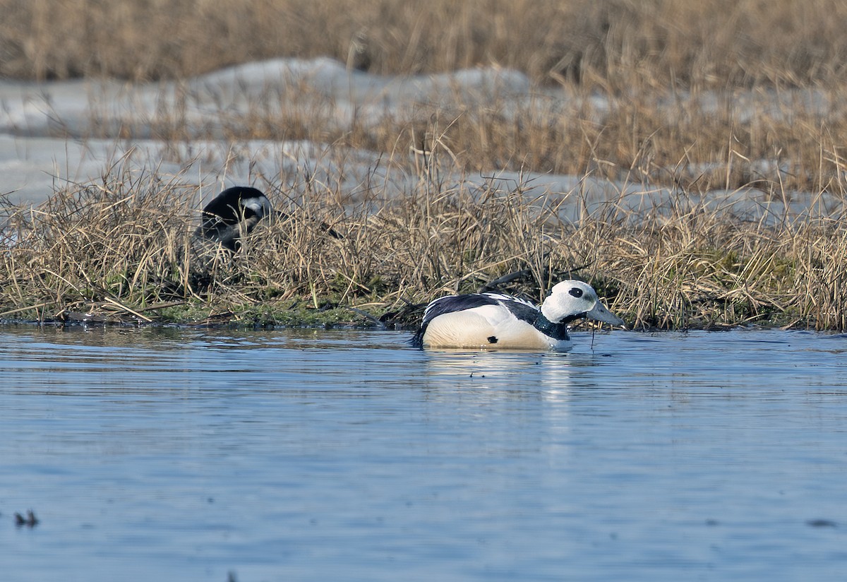 Steller's Eider - ML641719283